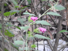 Lophospermum erubescens