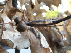 Disholcaspis quercusglobulus