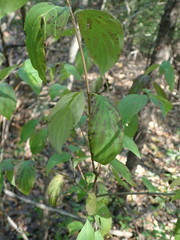 Cornus obliqua