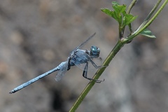 Orthetrum chrysostigma