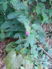 Salvia iodantha