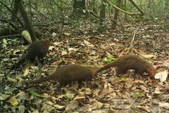 Crossarchus platycephalus