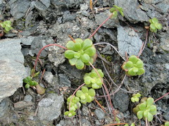 Sedum spathulifolium