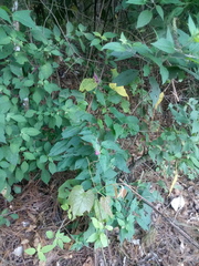Salvia iodantha