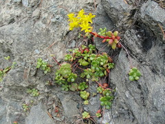 Sedum spathulifolium