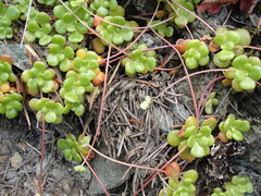 Sedum spathulifolium