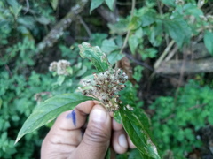 Eupatorium formosanum
