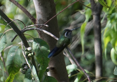 Lampornis clemenciae