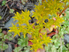 Sedum spathulifolium
