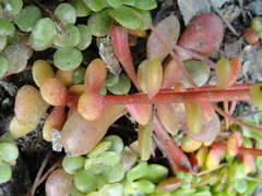 Sedum spathulifolium
