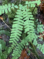 Adiantum aleuticum aleuticum