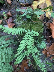 Adiantum aleuticum aleuticum