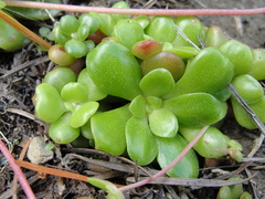 Sedum spathulifolium