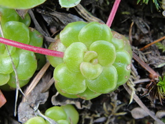 Sedum spathulifolium