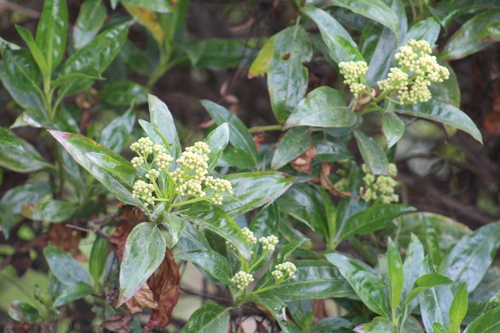 Baccharis latifolia