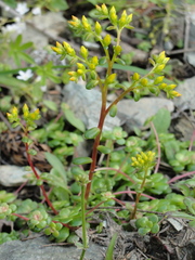 Sedum spathulifolium