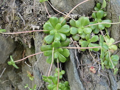 Sedum spathulifolium