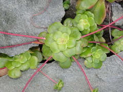 Sedum spathulifolium
