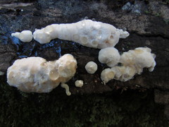 Calcipostia guttulata