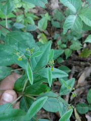 Euphorbia xalapensis