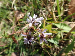 Symphyotrichum laeve laeve