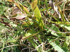 Symphyotrichum laeve laeve