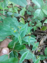Euphorbia xalapensis