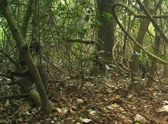 Cercopithecus erythrogaster