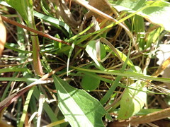 Symphyotrichum laeve laeve
