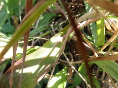 Symphyotrichum laeve laeve