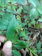 Euphorbia xalapensis