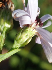 Symphyotrichum laeve laeve