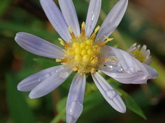 Symphyotrichum laeve laeve