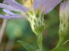 Symphyotrichum laeve laeve