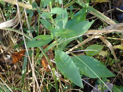 Symphyotrichum laeve laeve