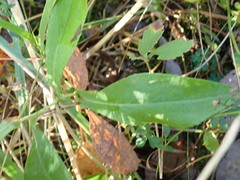 Symphyotrichum laeve laeve