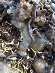 Ciona intestinalis