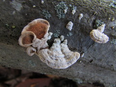 Steccherinum bourdotii