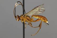 Pseudoplatylabus townesi