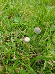 Agaricineae