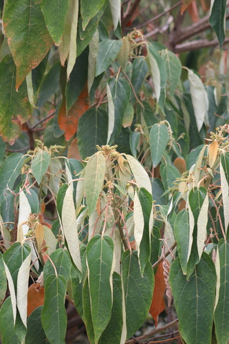 Croton mutisianus, photograph 1
