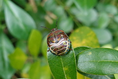 Solenosthedium chinense