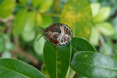 Solenosthedium chinense