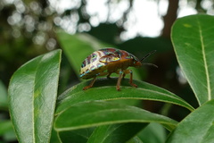 Solenosthedium chinense