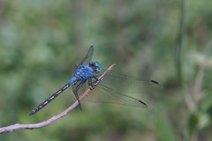 Trithemis stictica