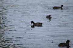 Fulica americana