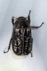 Dermolepida albohirtum