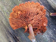 Gymnopilus underwoodii