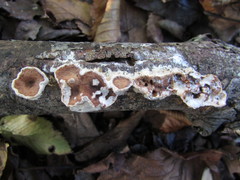 Scytinostroma artocreas