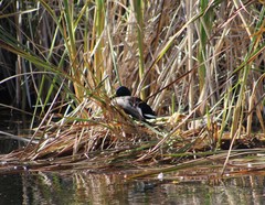 Anas platyrhynchos